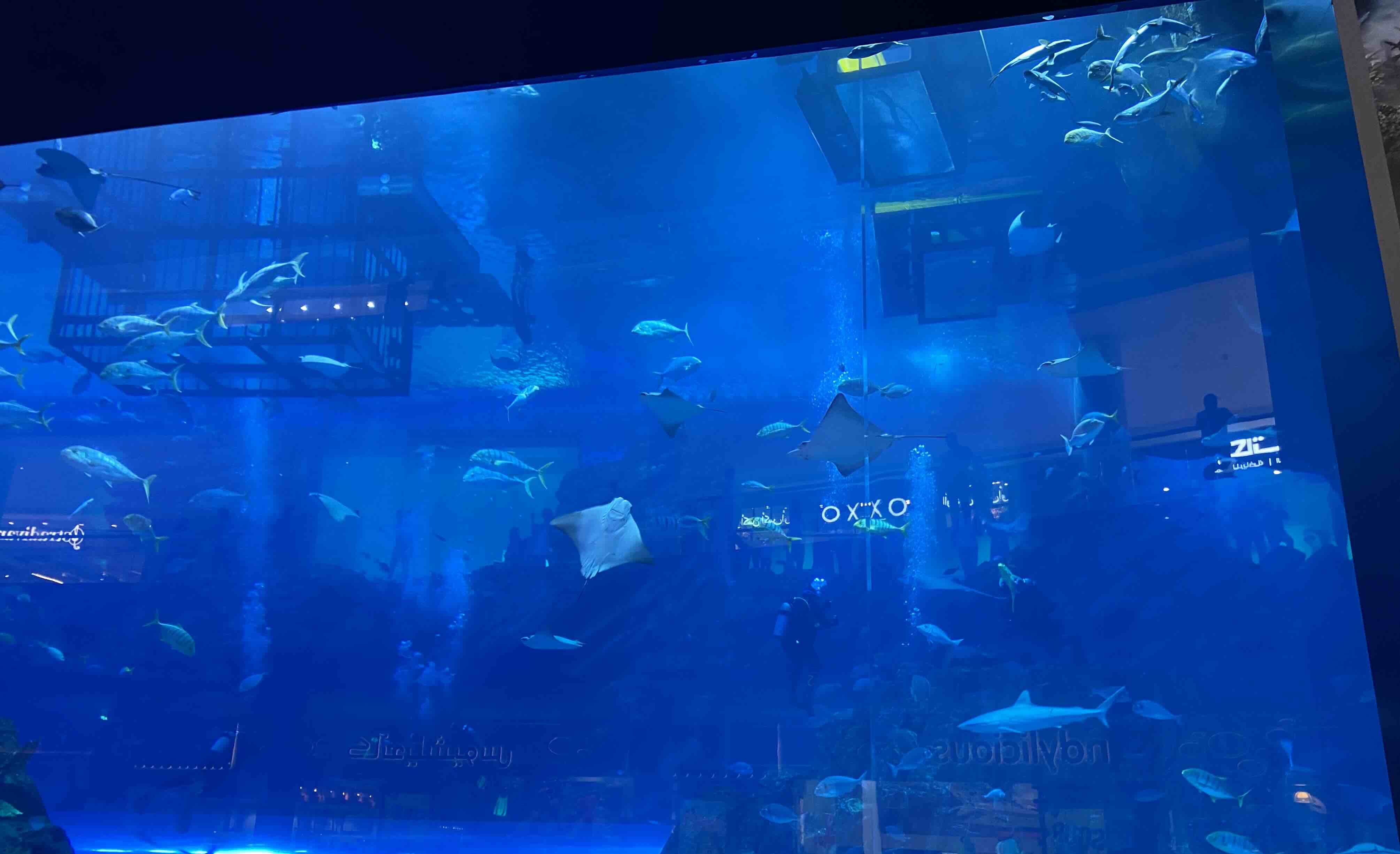 Dubai mall aquarium